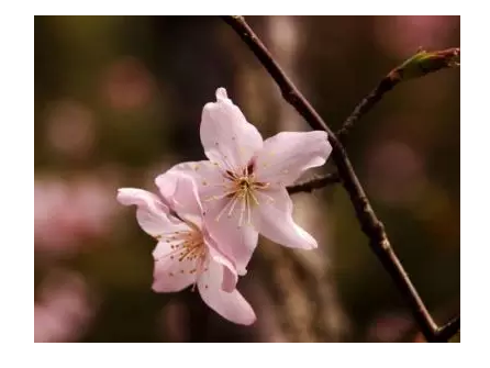 十裏（lǐ）桃花