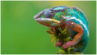 變（biàn）色龍